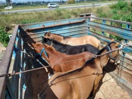 La Policía incautó caballos sueltos en la vía pública
