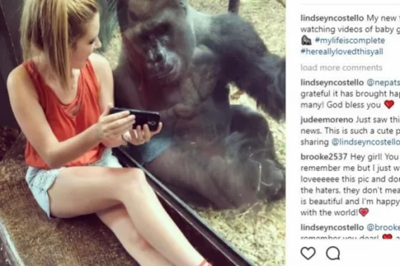 Gorila se queda hipnotizado cuando le enseñan vídeos. Video