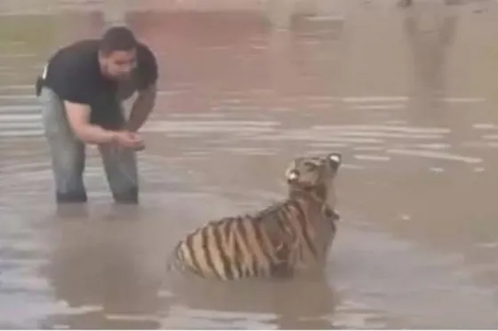 Pasea a tigre como si fuera un perro y se le escapa. Video