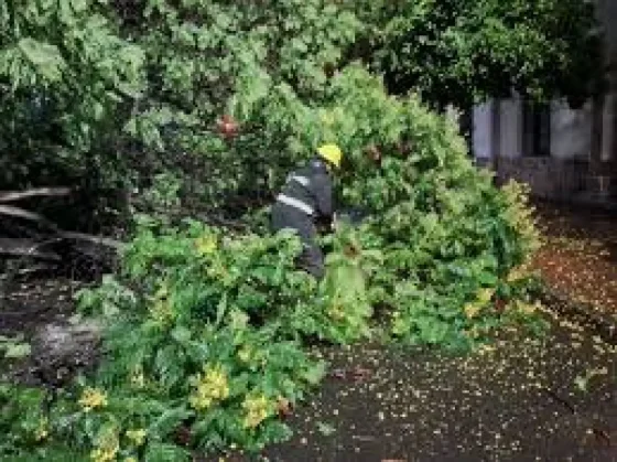 Post tormenta: el municipio intervino en 20 incidentes