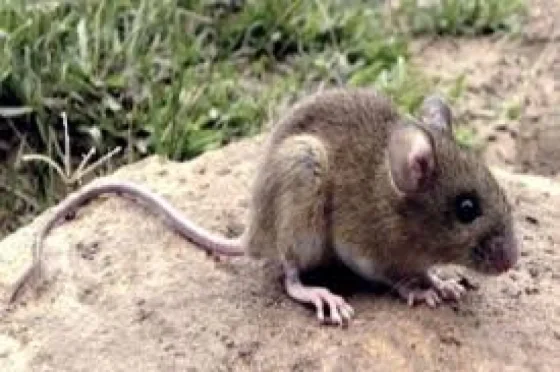 En Salta no circula la variante Andes-Sur de hantavirus