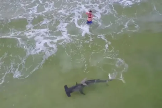 La impresionante lucha de un pescador y un tiburón martillo. Video