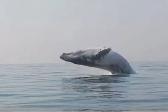 Las maniobras de esta ballena maravillan a los turistas. Video