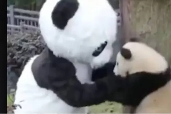 Se disfraza de panda para cuidar a cachorros. Video
