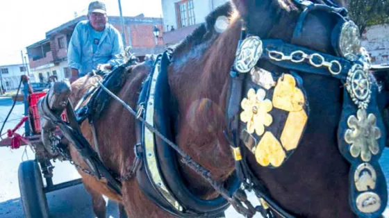 Carreros “quieren camiones” en cuenta de los caballos
