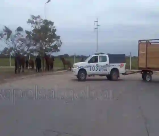 Incautaron 10 caballos en Pichanal