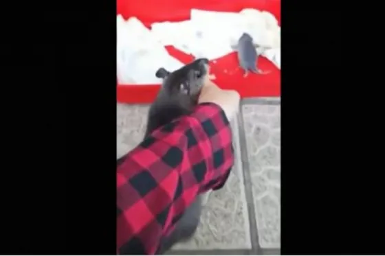 Rata arrastra la mano de una joven para mostrarle a su cría. Video