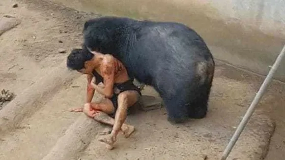 Oso hambriento casi devora a un hombre. Video