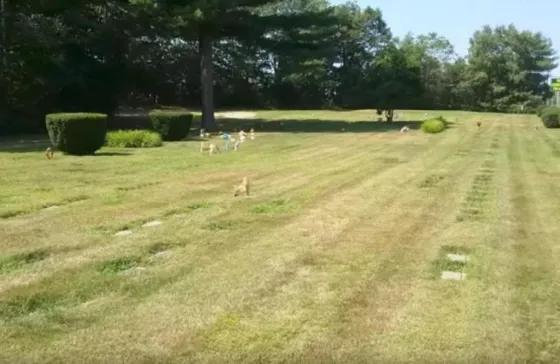 Vió un perro en un cementerio, se acercó y descubrió algo insólito. Video