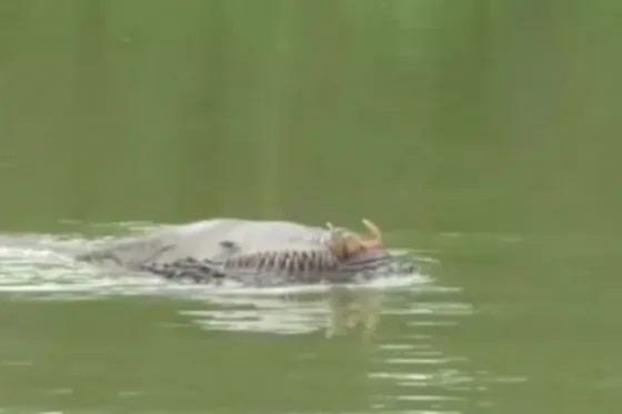 Filman a monstruosa criatura nadando en el río. Video