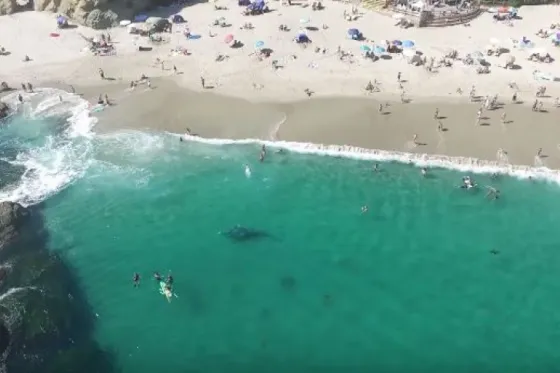 Una ballena nada entre los bañistas a pocos metros de a la orilla. Video
