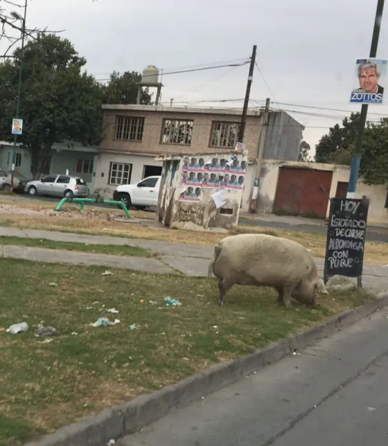 ¡Cuidado chancho suelto en Ceferino!