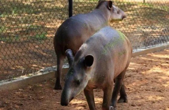 Roban animales en zoológico de Venezuela para poder comer