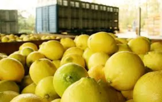 Limones a Estados Unidos