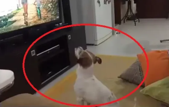 El perro más fan de “Despacito”
