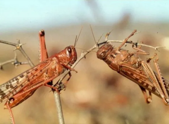 Lluvia de langostas en Tartagal