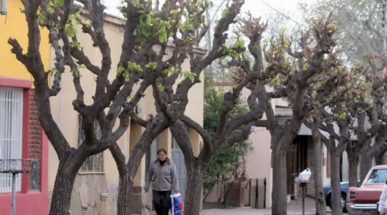 Presentaron un plan de arbolado público que disminuirá los impuestos