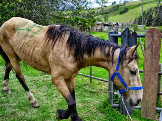 La municipalidad evaluará el estado de salud de los caballos de los carreros