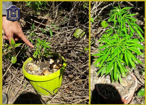 Secuestraron dos macetas con marihuana en Mosconi