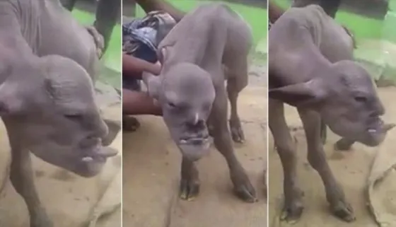 Un aterrador cabrito nació con rostro de hombre en India. Video