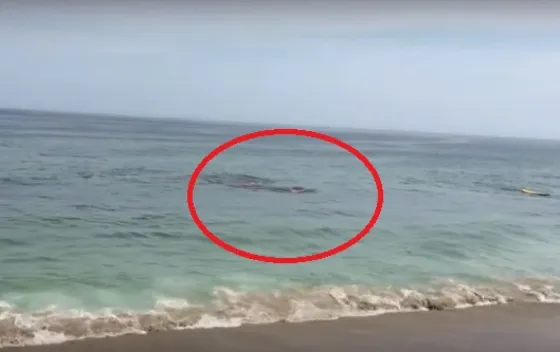 Dos surfistas escapan del ataque de un tiburón