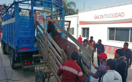 9 caballos de ex carreros ya tienen destino