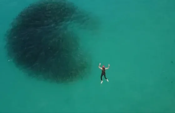 Hacían buceo y se encontraron con algo espeluznante. Video