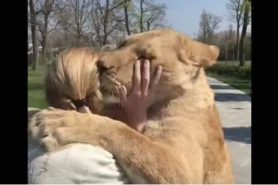 El tierno reencuentro entre 2 leonas y su cuidadora. Video