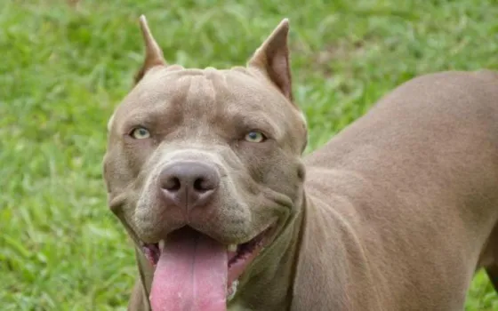 Pitbull mató a su dueño epiléptico mientras convulsionaba