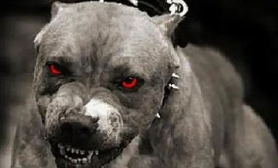 Pitbull mató a su dueño mientras convulsionaba