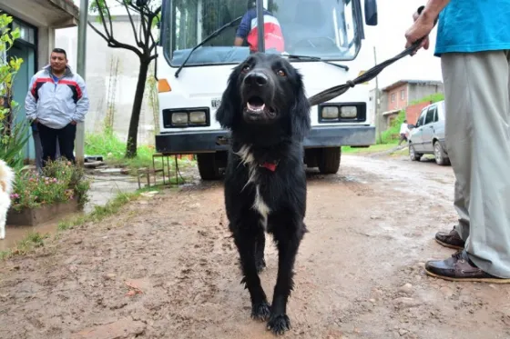 Bienestar animal incrementará la atención de animales peregrinos