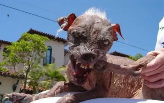 Perros zombies invaden Chicago