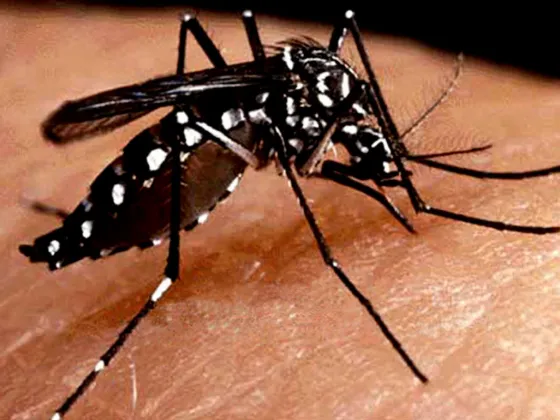 Alerta por casos tempranos de dengue en el país
