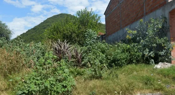 Dueños de baldíos serán denunciados penalmente por la Municipalidad