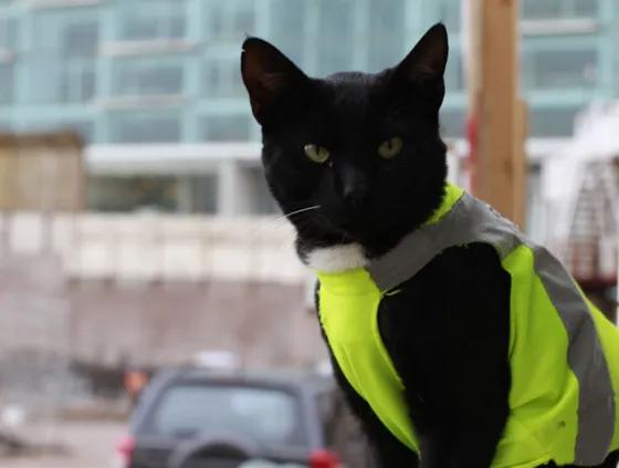 Chile: Animales trabajan en obras de construcción