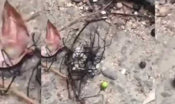 Creer o reventar: ¿Un extraterrestre perdido en la tierra?. Video