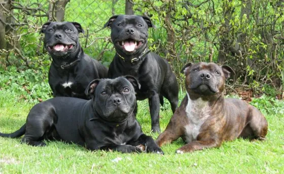 Un perro consumió crack y mató a su dueño durante la filmación de un documental