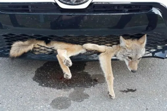 Coyote atropellado sobrevive a un viaje de 30 minutos empotrado en el capót