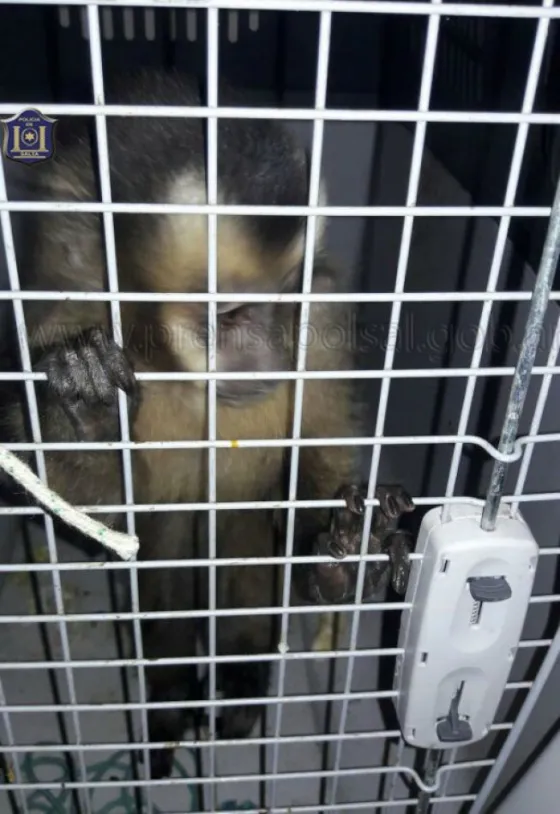 Tartagal: Rescataron a un monito cautivo en una vivienda