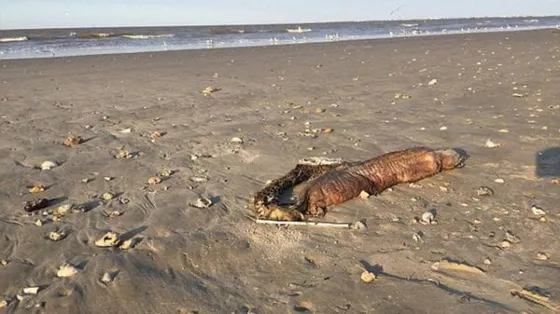 La misteriosa criatura que apareció después del Huracán Harvey