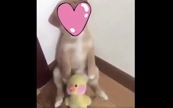 Conoce al perrito mas tierno del mundo. Video