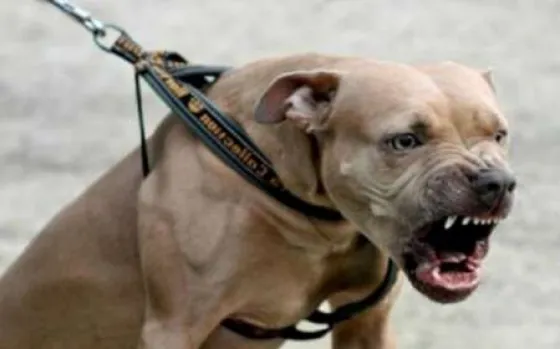 San Silvestre: Pitbull mordió a dos menores de edad