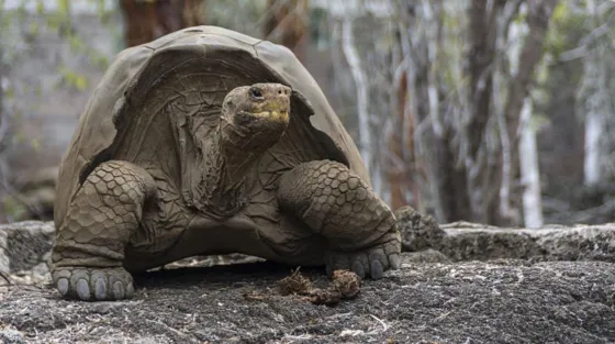 Encontraron una tortuga GIGANTE en una playa. Foto