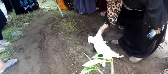 Un gato se rehúsa a abandonar una tumba. Video