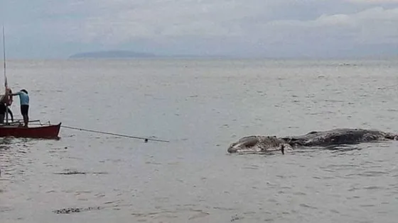 Misterio por la aparición de una extraña criatura en una isla de Filipinas