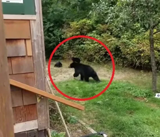 Un canadiense persuade a una familia de osos para que abandone su patio