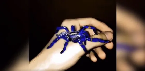 La araña azul, el enigma de ocho patas del reino animal. Video