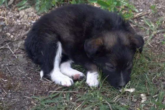 Conocé a los perritos radioactivos de Chernóbil. Video