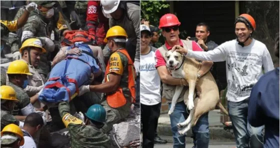 México: Desafortunado mensaje de un grupo vegano en medio de los rescates