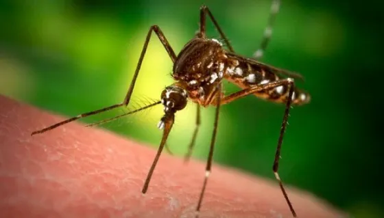 ¿Cansado de los mosquitos? Mirá cómo hacer una trampa y que no vuelvan más
